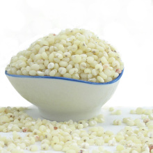 Good quality grain raw White Sorghum